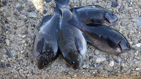 グレ釣りに行ってきました