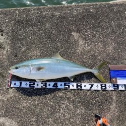 またしても、飲ませで鰤