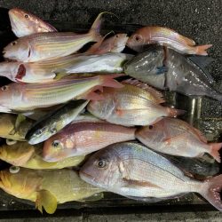 シケの合間にアマダイ狙い