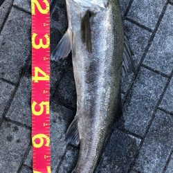 思ったより風の無い南港