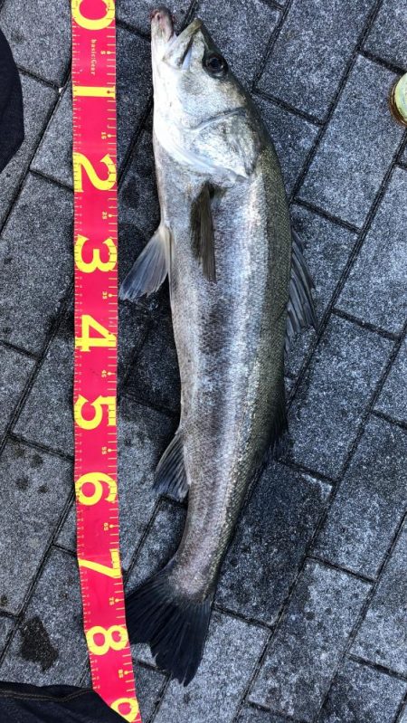 思ったより風の無い南港