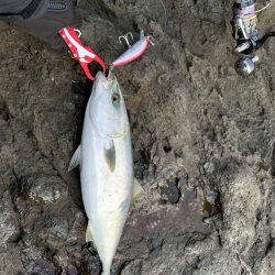 ショア　ブリ&ワラサ　トライデント150/60g