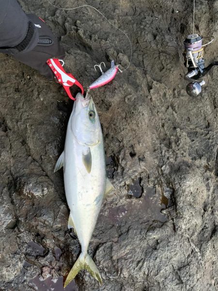 ショア　ブリ&ワラサ　トライデント…