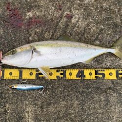 トップで来た〜