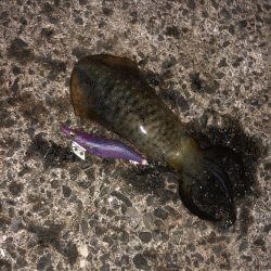 ｱｼﾞﾝｸﾞ・エギング