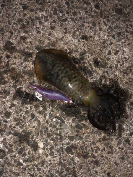 ｱｼﾞﾝｸﾞ・エギング