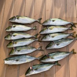 ハマチサイズのみ↓