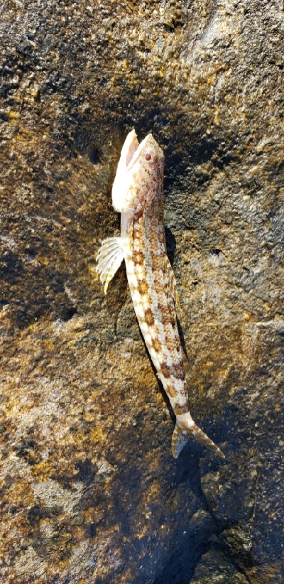 初アオリイカゲット