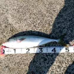 初のサゴシをバラシて