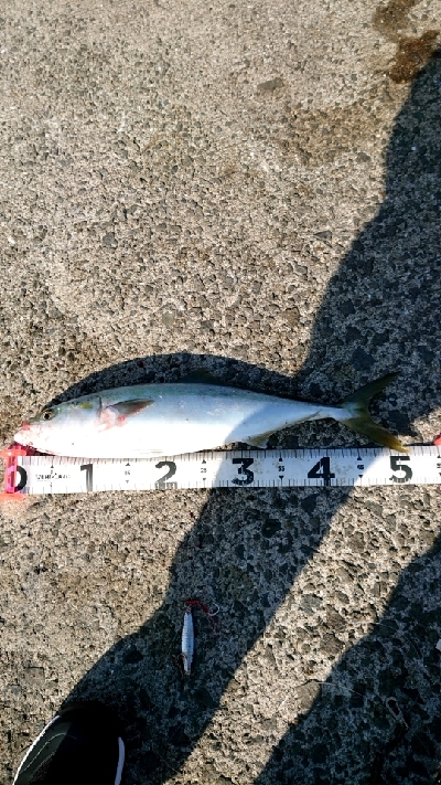 初のサゴシをバラシて