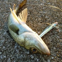 朝マヅメシーバス