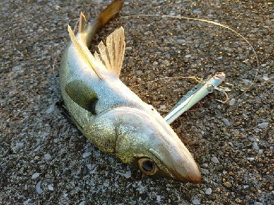 朝マヅメシーバス