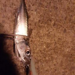 湾奥タチウオ調査