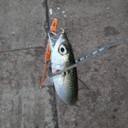 湾奥タチウオ調査2日目