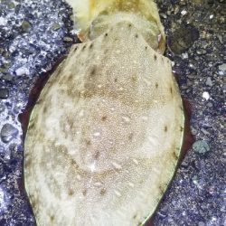 久しぶりのコウイカ