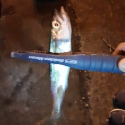 タチウオ調査3日目