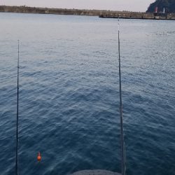 朝マズメのアジ