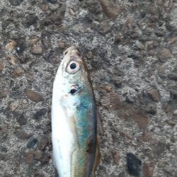 タチウオ調査4日目