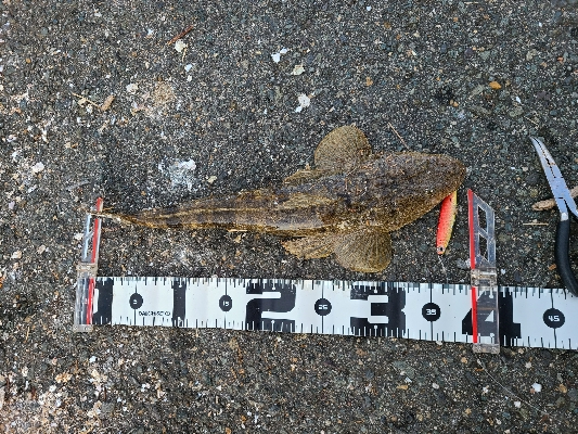 ショアジギ不調、アジング好調