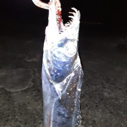 久しぶりタチウオ君