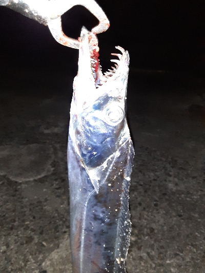 久しぶりタチウオ君