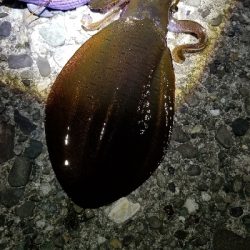 青物狙いでイカだけでした