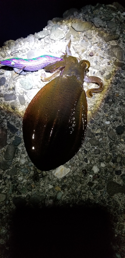 青物狙いでイカだけでした