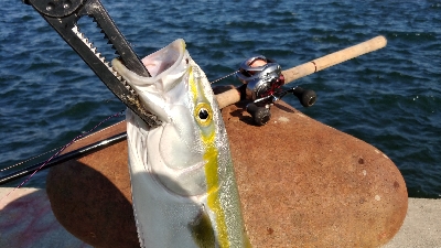 ボイル多発で好調