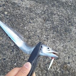 アジがつれだしてました！