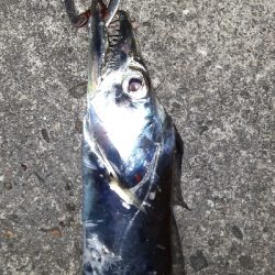 夕まずめタチウオ