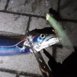 朝まずめタチウオ