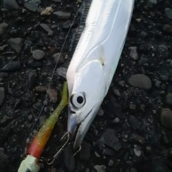 太刀魚いまいちかかわりに、アジが良くなって…