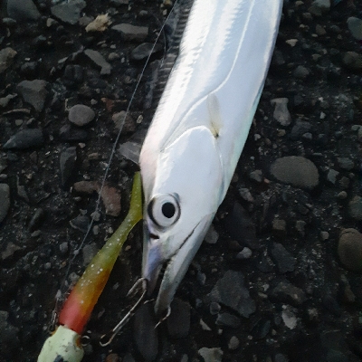 太刀魚いまいちかかわりに、アジが良くなって…