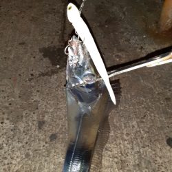 続・湾奥タチウオ調査