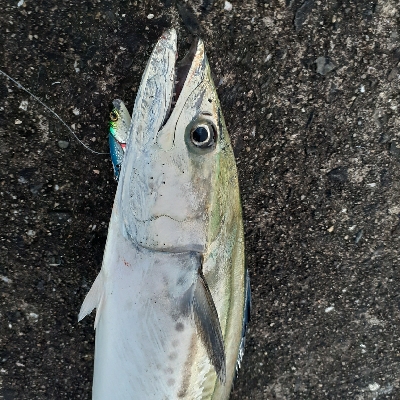 サゴシ～サワラ今年は大きい個体多いです