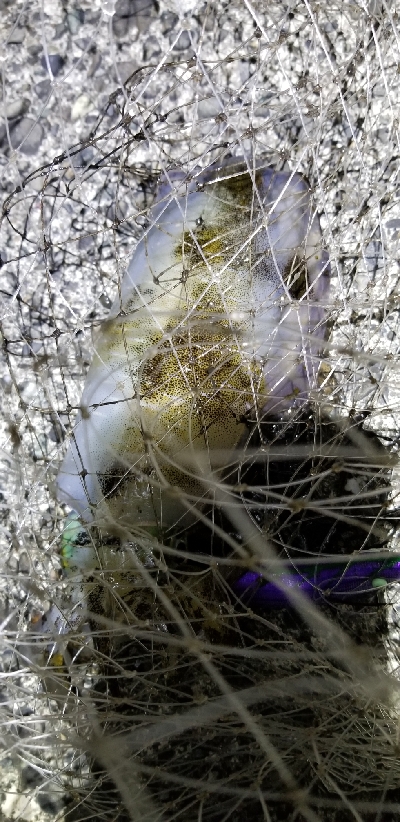 釣れないです。