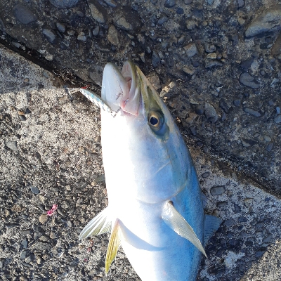 ハマチ～メジロまわってますね