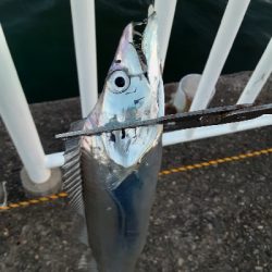 夕まずめタチウオ