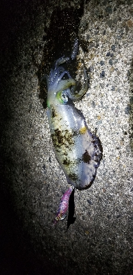 半夜 釣行 ゆうまづめ。