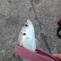 引き続き湾奥タチウオ調査