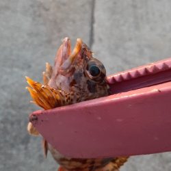 湾奥タチウオ居てない！？