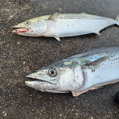 サゴシ~サワラ多くなってきました