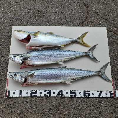 サゴシ~サワラたま~にメジロ