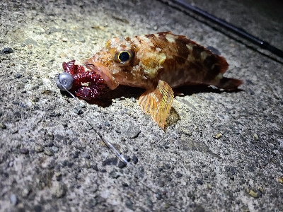 良型サイズがぞくぞくと