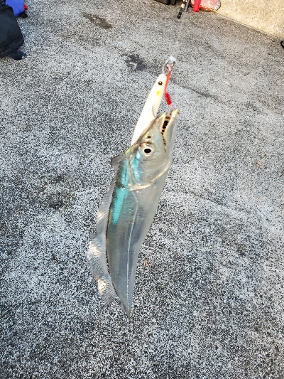 ショアジギング終盤の牙一族。