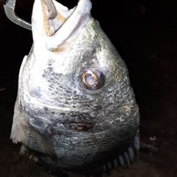 湾奥タチウオ調査