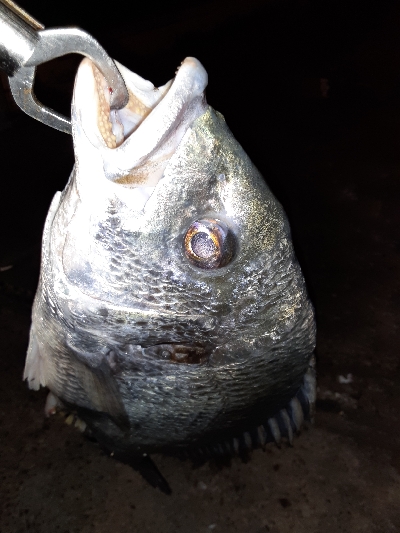 湾奥タチウオ調査