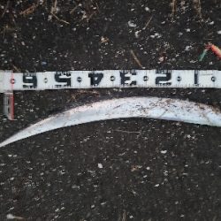 色々釣れました！