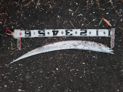 色々釣れました！