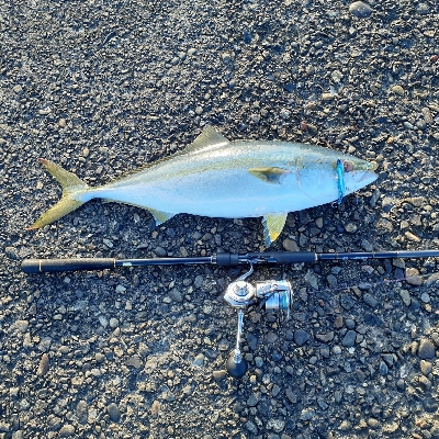 ハマチ~メジロたま~にサゴシ